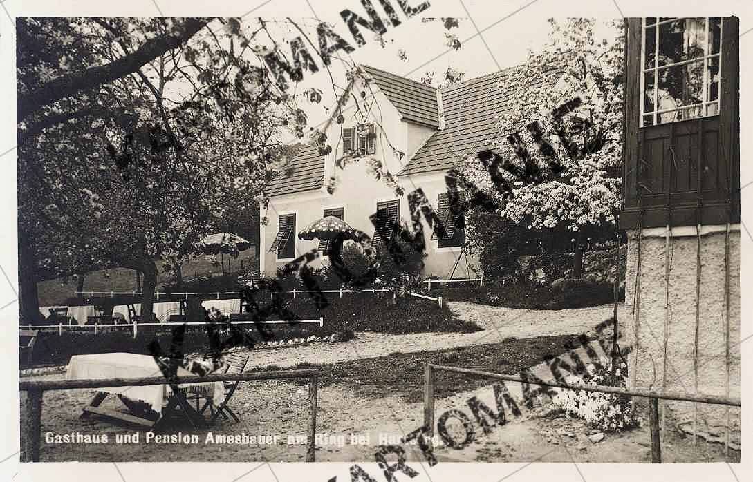 ameisbauer