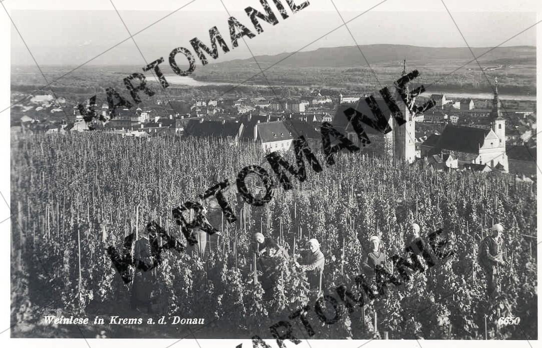 weinlese